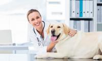 Futuravet Pronto Intervento Veterinario 24H Ancona